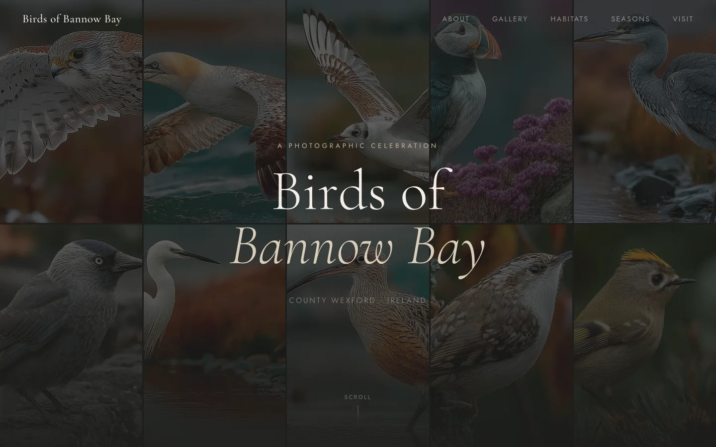 Birds of Bannow Bay homepage screenshot